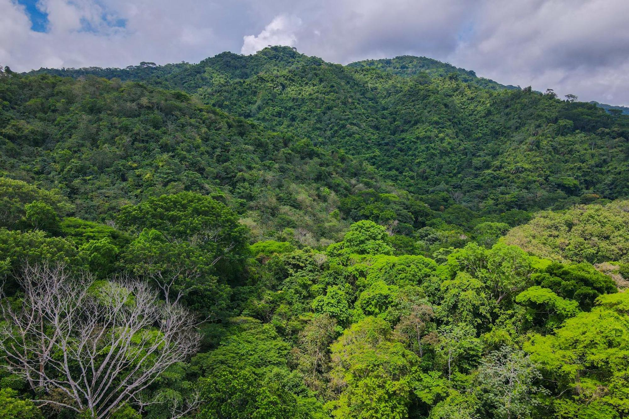 Selva Color - Forest & Beach Ecolodge Quebrada Ganado Εξωτερικό φωτογραφία